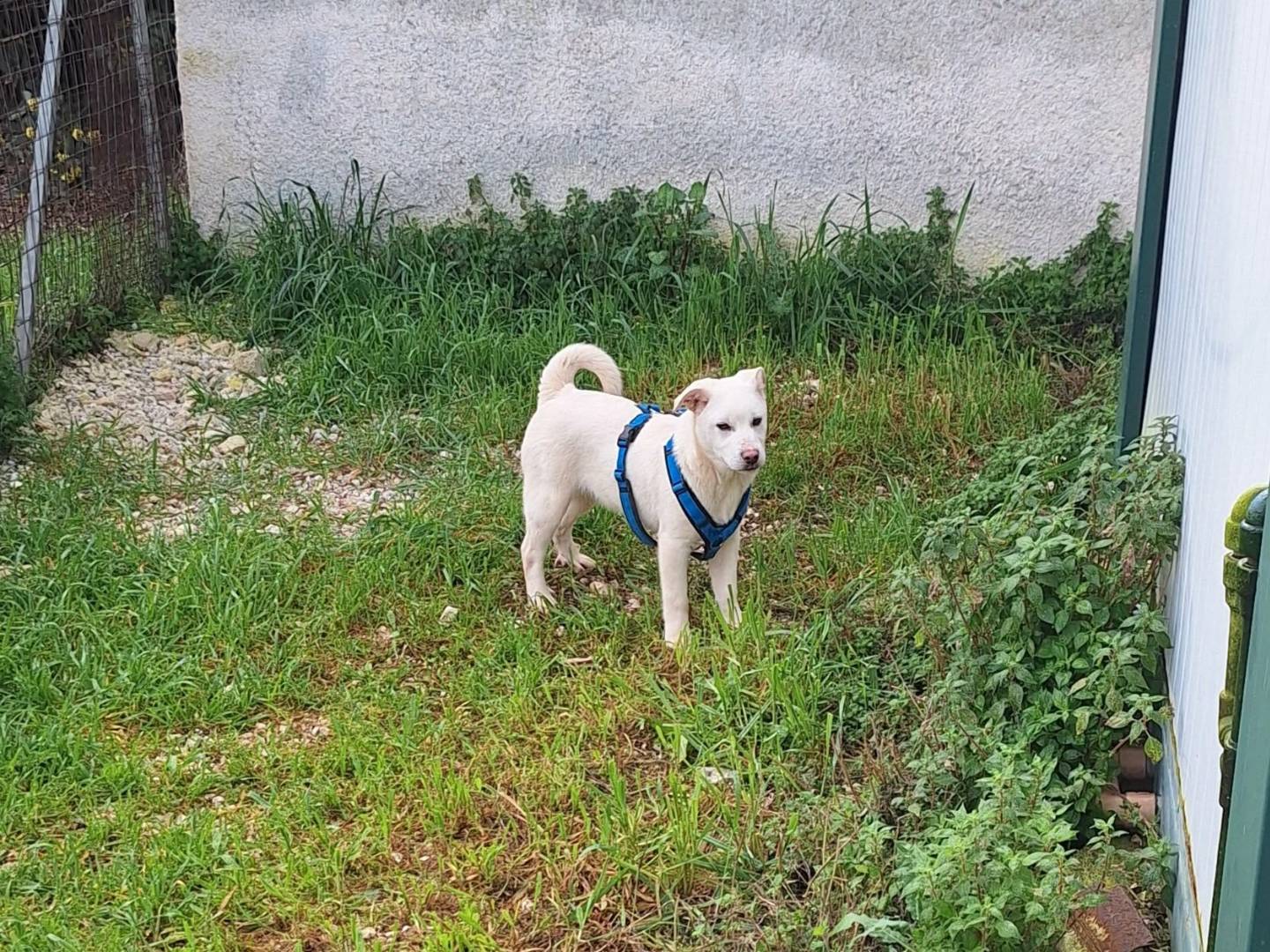 Adozione cane, maschio, Akita Razza sconosciuta, 4 mesi, taglia grande, Bari