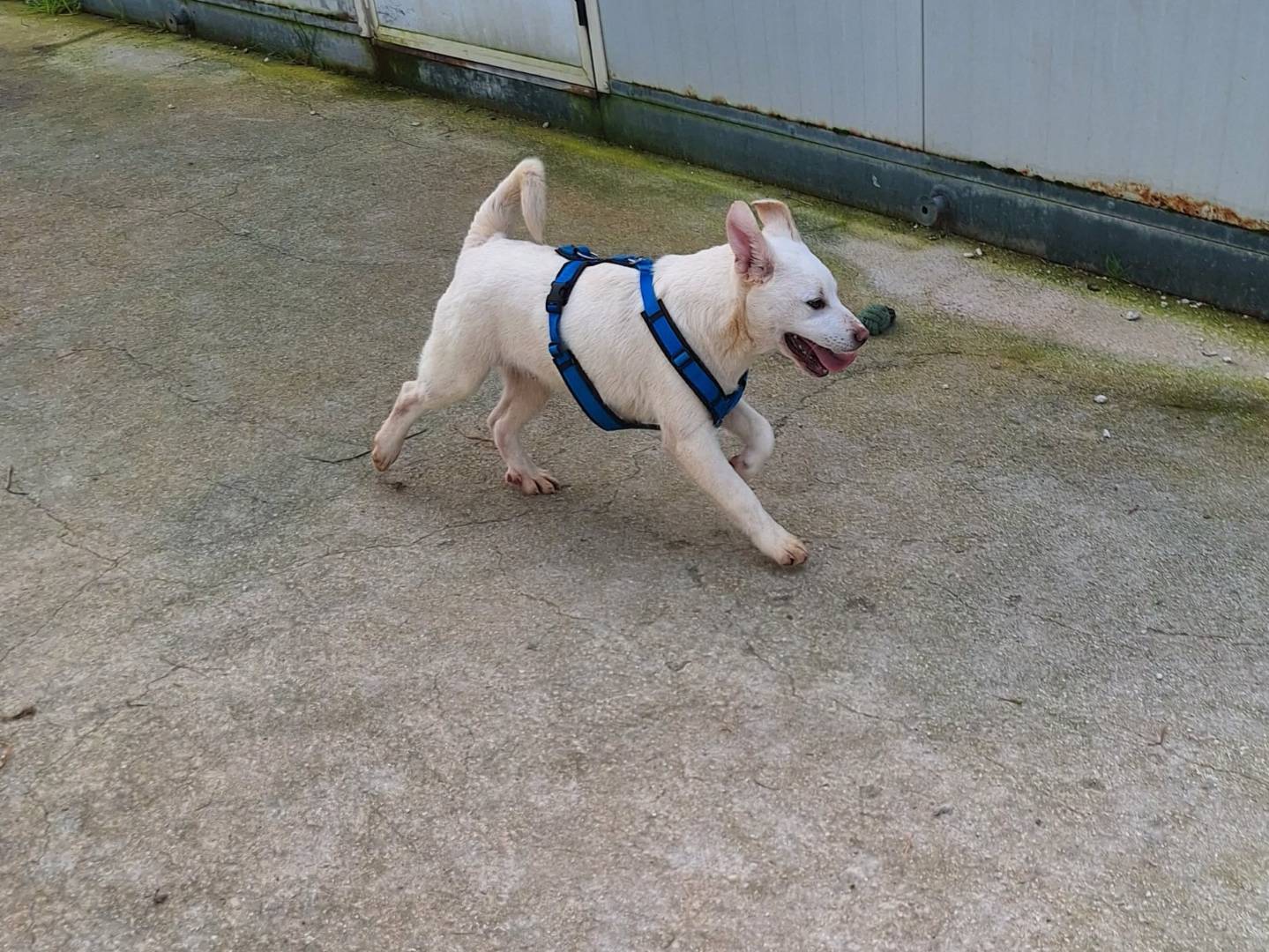 Adotta un cane, maschio, 4 mesi, Bari