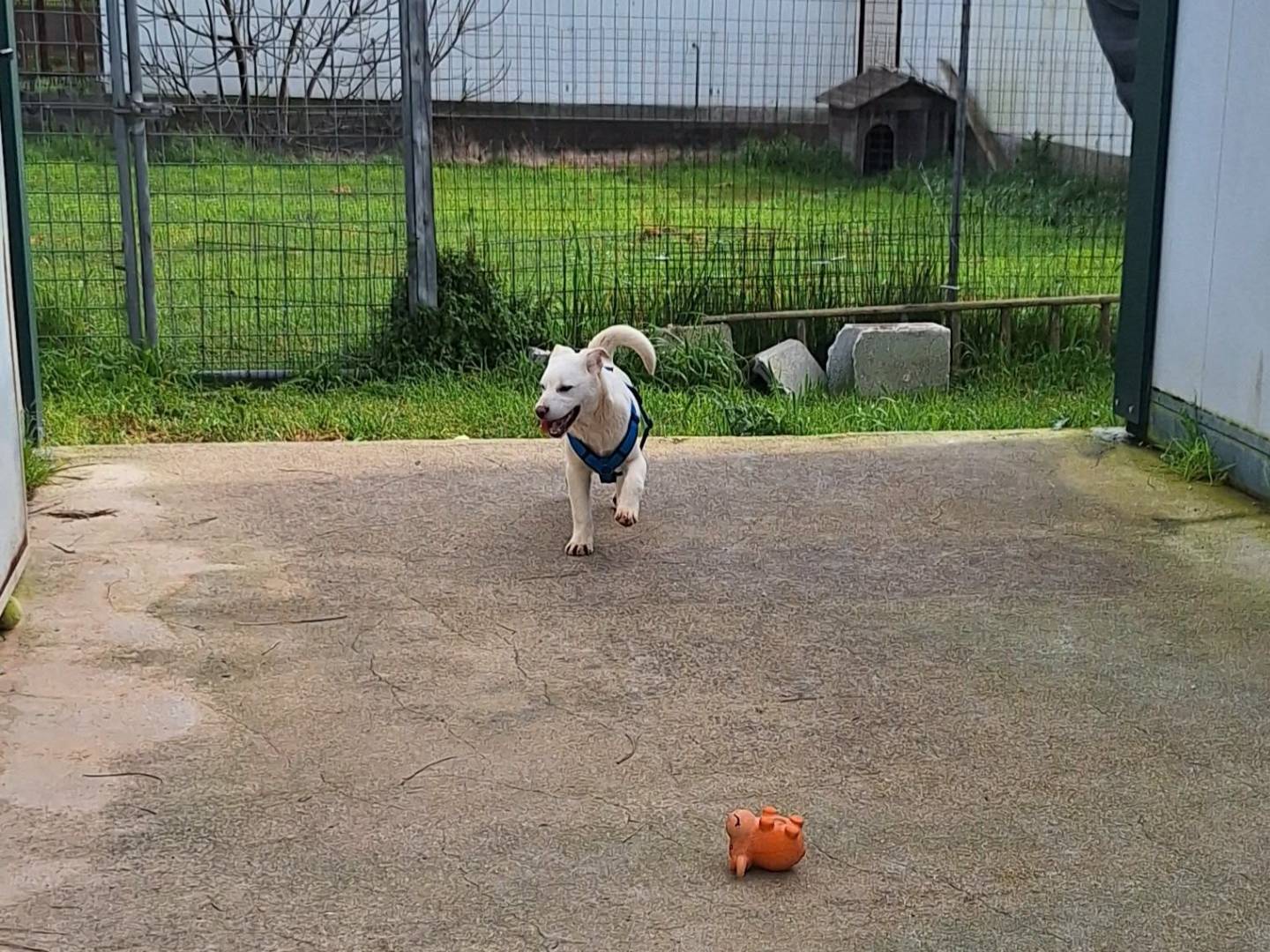 Vuoi adottare un cane a Bari?