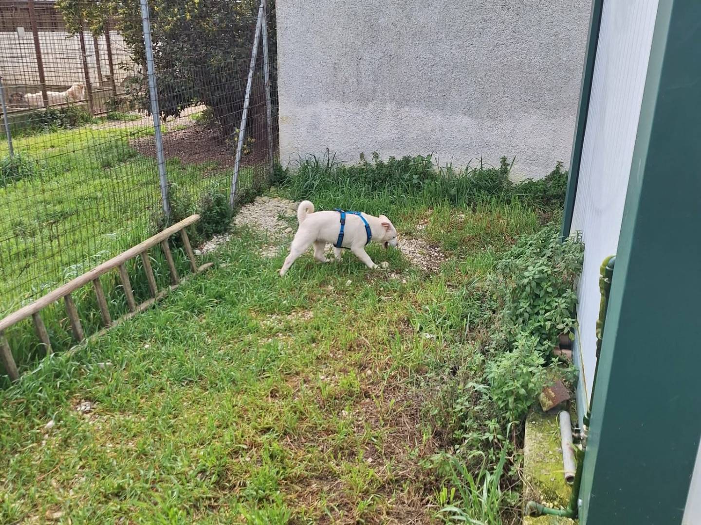 Adotta il cane Mario a Bari