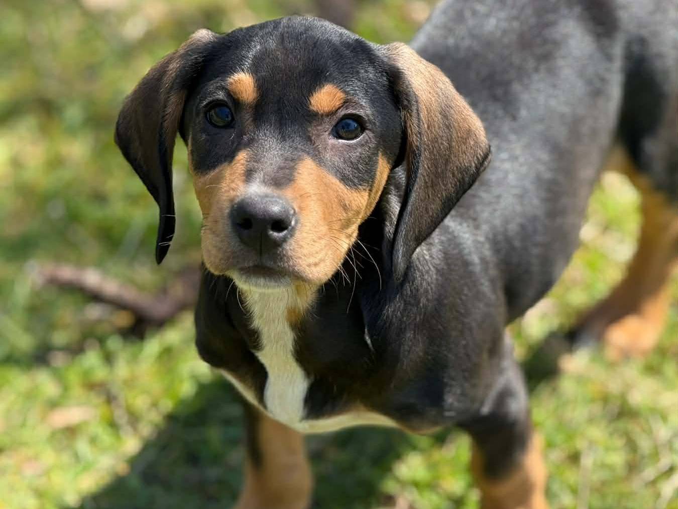 Adozione cane, maschio, Razza sconosciuta Razza sconosciuta, 3 mesi, taglia media, Firenze