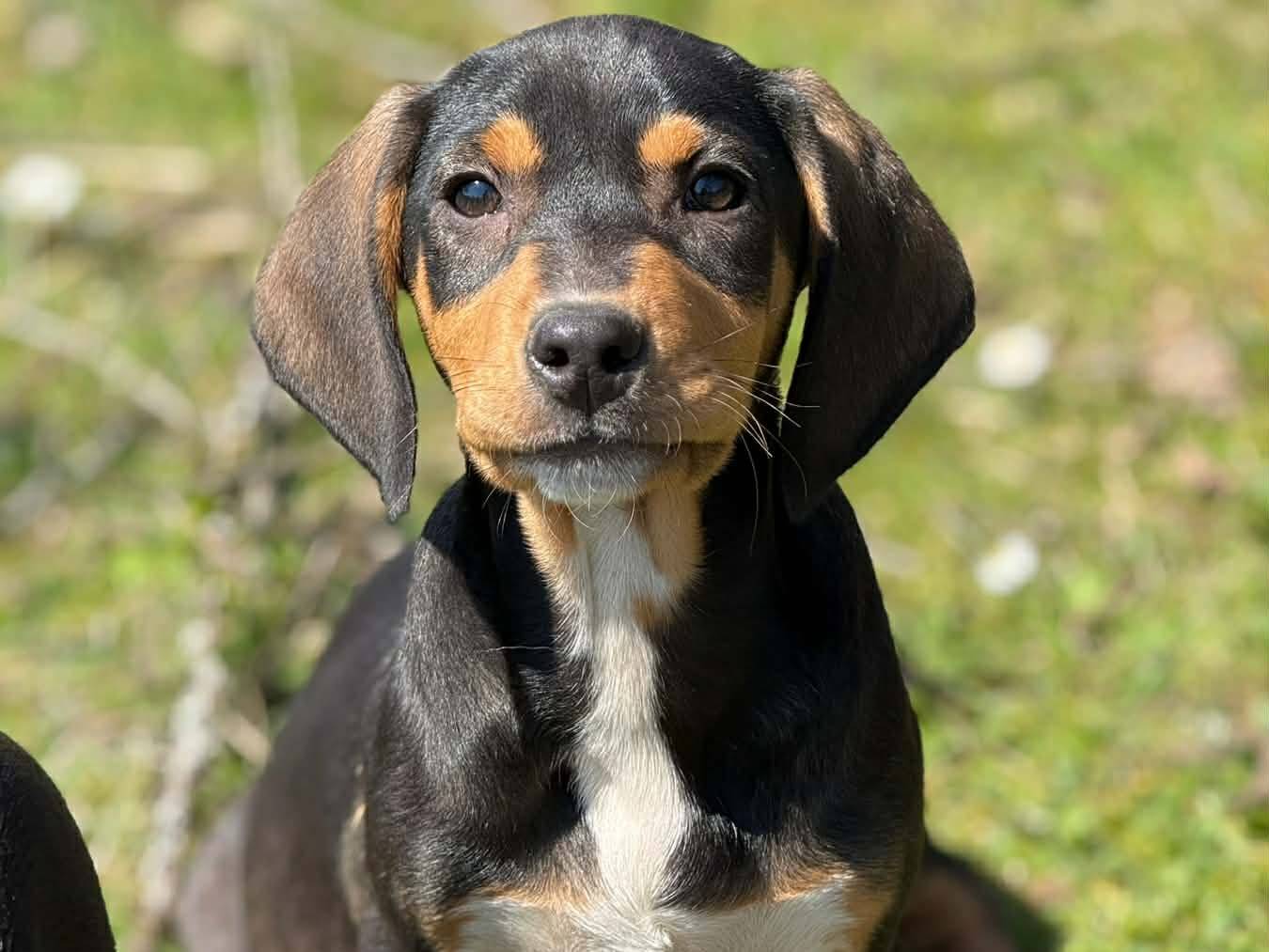 Adotta un cane, maschio, 3 mesi, Firenze