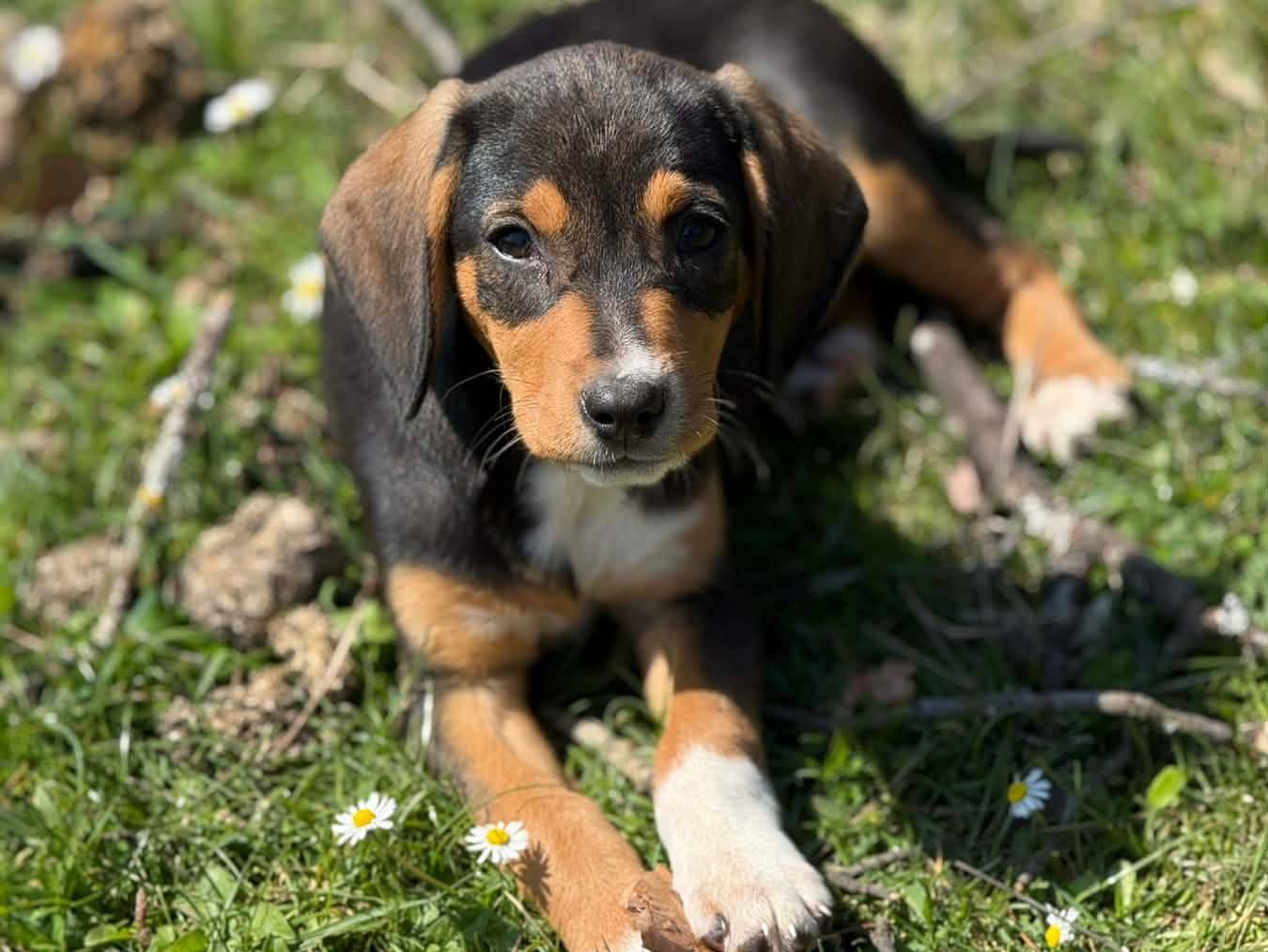 Adotta un cane, taglia media, maschio, Firenze