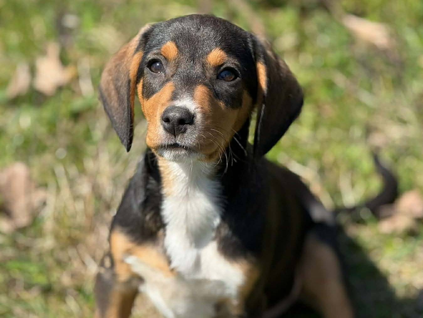 Vuoi adottare un cane a Firenze?