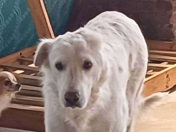 Adozione cane, maschio, Razza sconosciuta Razza sconosciuta, 11 anni e 3 mesi, taglia gigante, Mantova