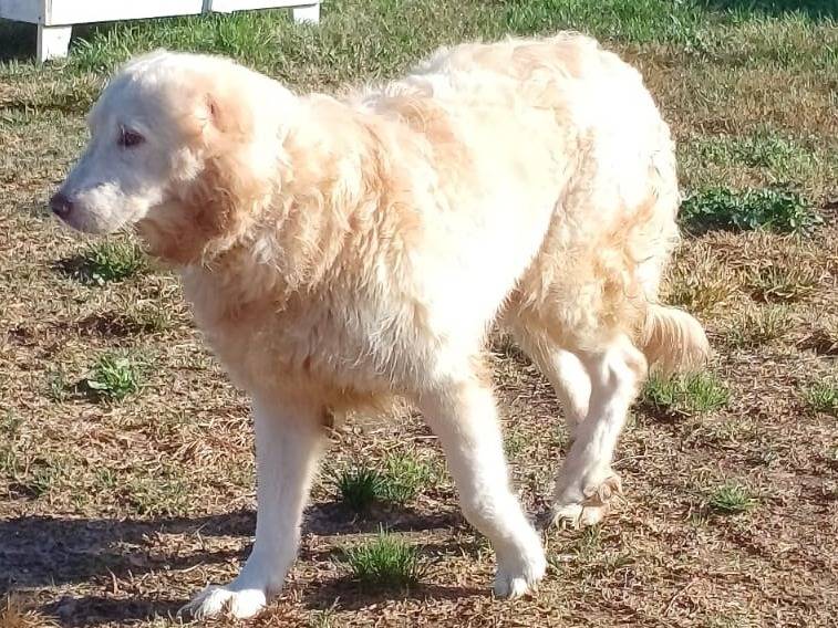 Adotta un cane, maschio, 11 anni e 3 mesi, Mantova