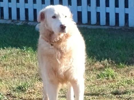 Adotta un cane, taglia gigante, maschio, Mantova