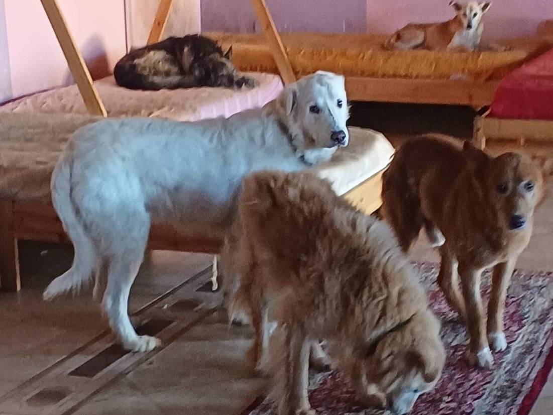 Adotta il cane Nebbia a Mantova