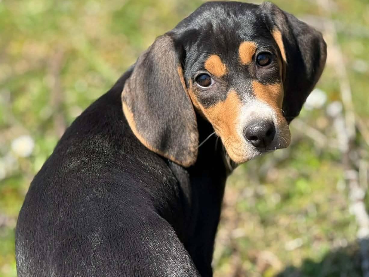 Adozione cane, femmina, Razza sconosciuta Razza sconosciuta, 3 mesi, taglia media, Firenze