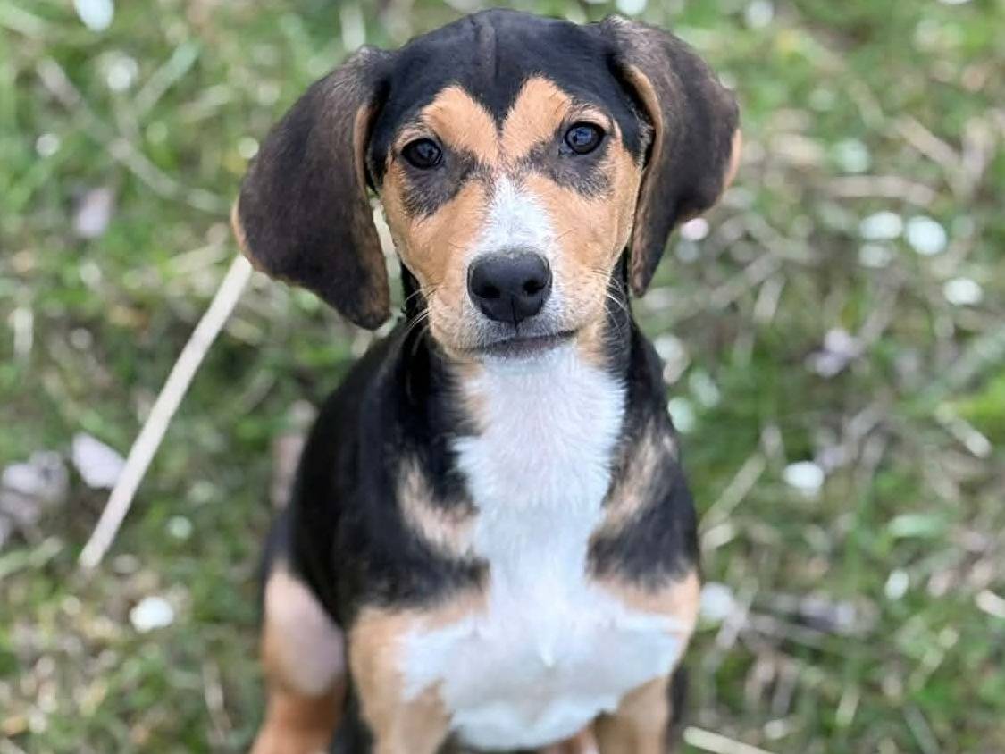 Adotta un cane, femmina, 3 mesi, Firenze