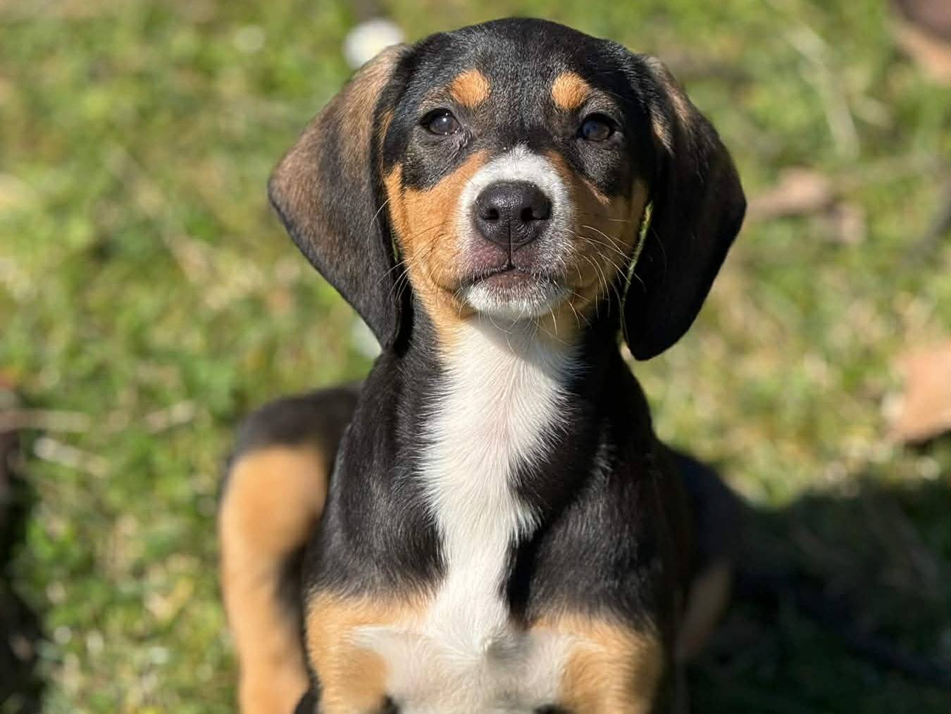 Adotta un cane, taglia media, femmina, Firenze
