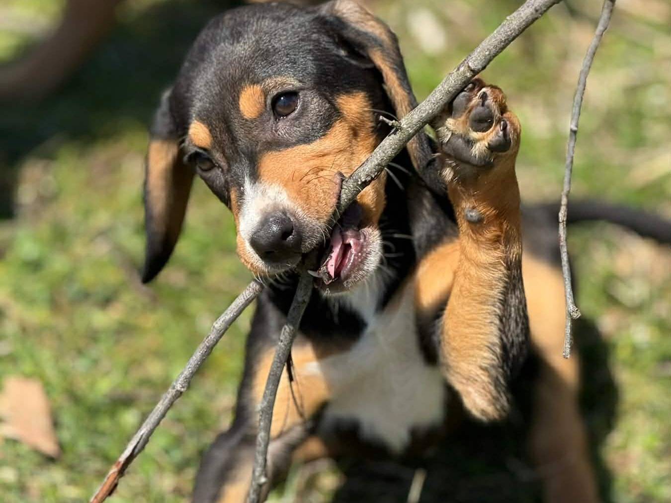 Adotta il cane AKIRA SHAKIRA LUNA LJUBICA a Firenze