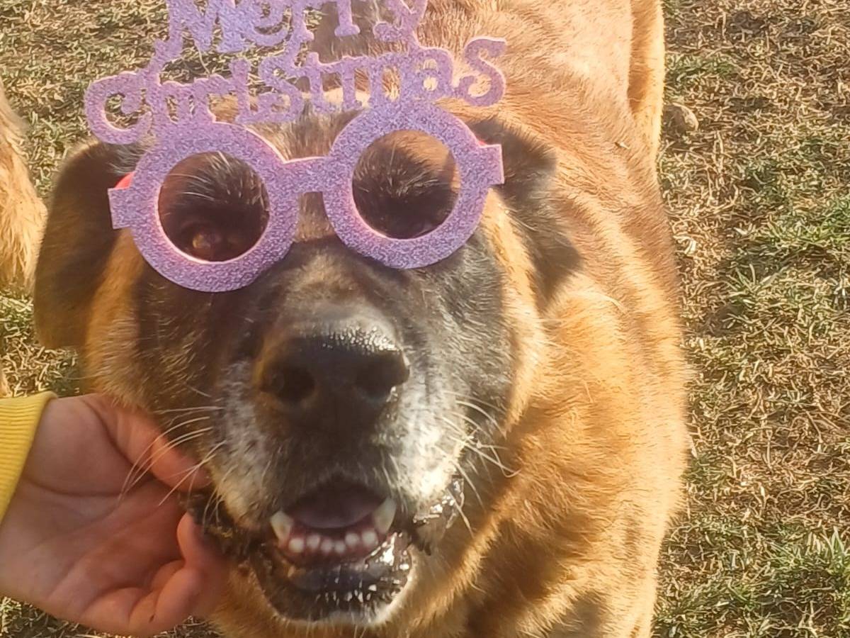 Adotta un cane, taglia gigante, maschio, Mantova