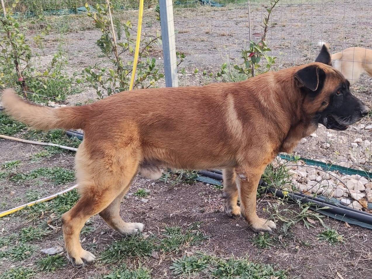 Vuoi adottare un cane a Mantova?