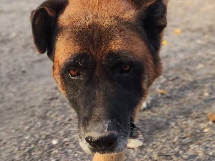 Adotta il cane Tyson a Mantova