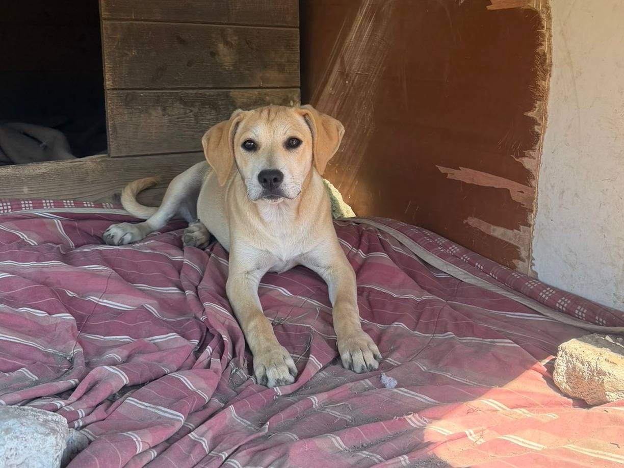 Adozione cane, femmina, Razza sconosciuta Razza sconosciuta, 4 mesi, taglia media, Caserta