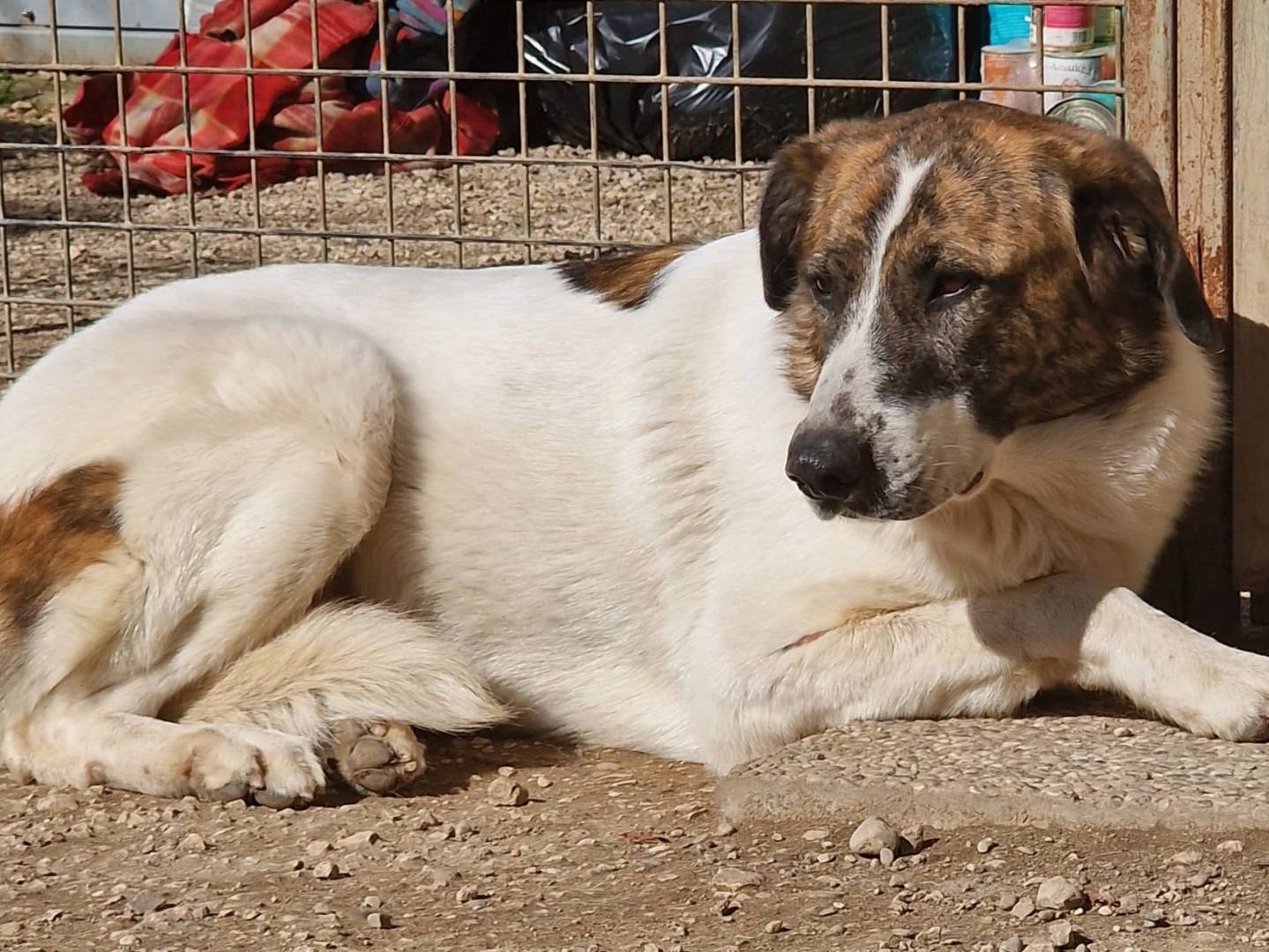 Adozione cane, femmina, Razza sconosciuta Razza sconosciuta, 9 anni e 3 mesi, taglia media, Pordenone