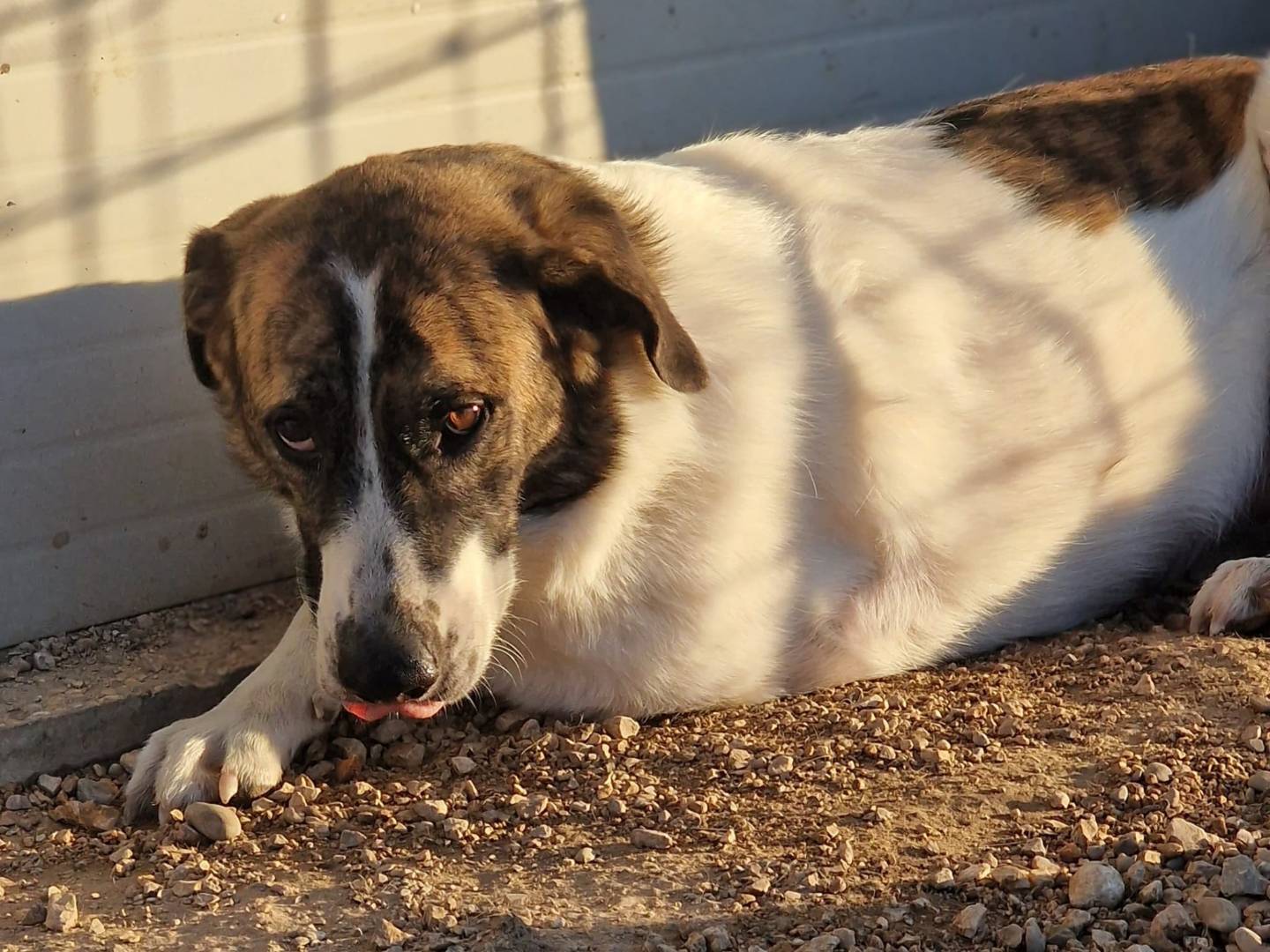 Adotta un cane, taglia media, femmina, Pordenone