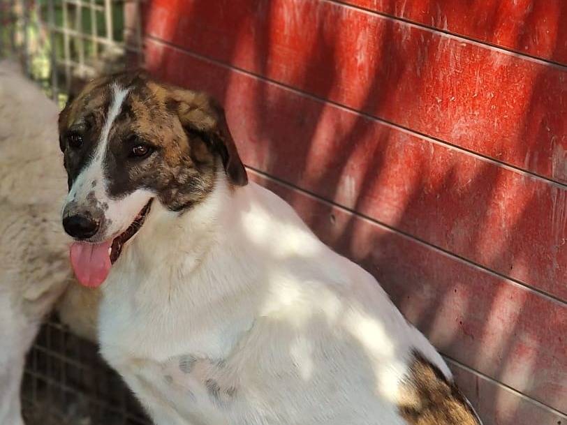 Adotta il cane DEAA a Pordenone