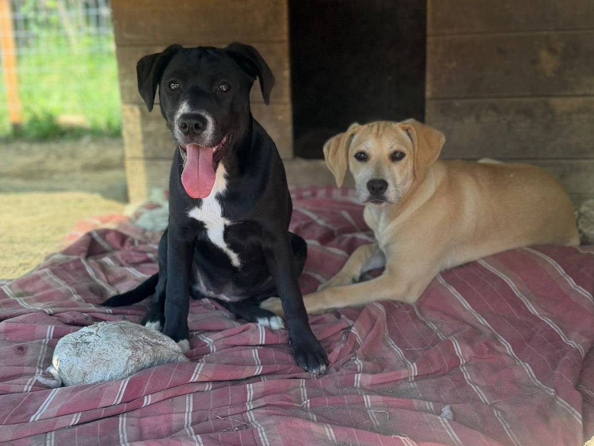 Vuoi adottare un cane a Caserta?