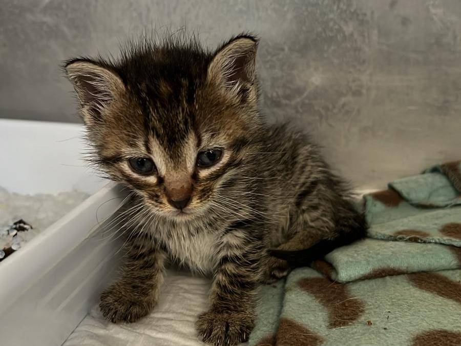 Adozione gatto, femmina, Razza sconosciuta Razza sconosciuta, 1 mesi, taglia non valida, Messina