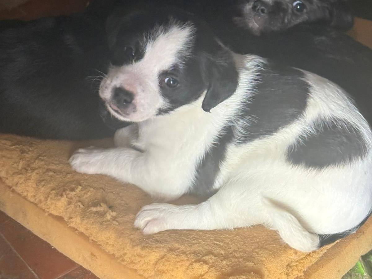 Adozione cane, femmina, Razza sconosciuta Razza sconosciuta, 1 mesi, taglia piccola, Messina