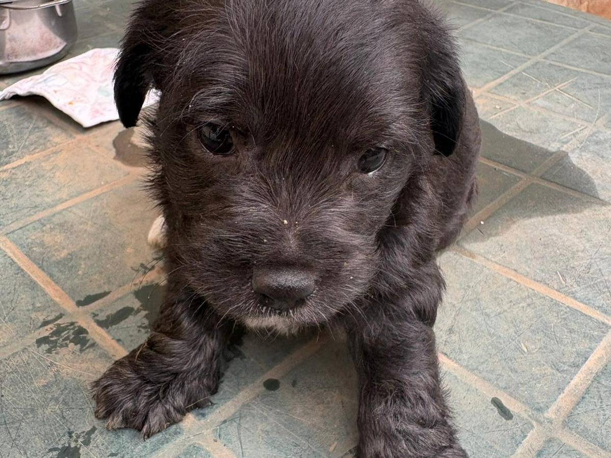 Adozione cane, femmina, Razza sconosciuta Razza sconosciuta, 1 mesi, taglia piccola, Messina