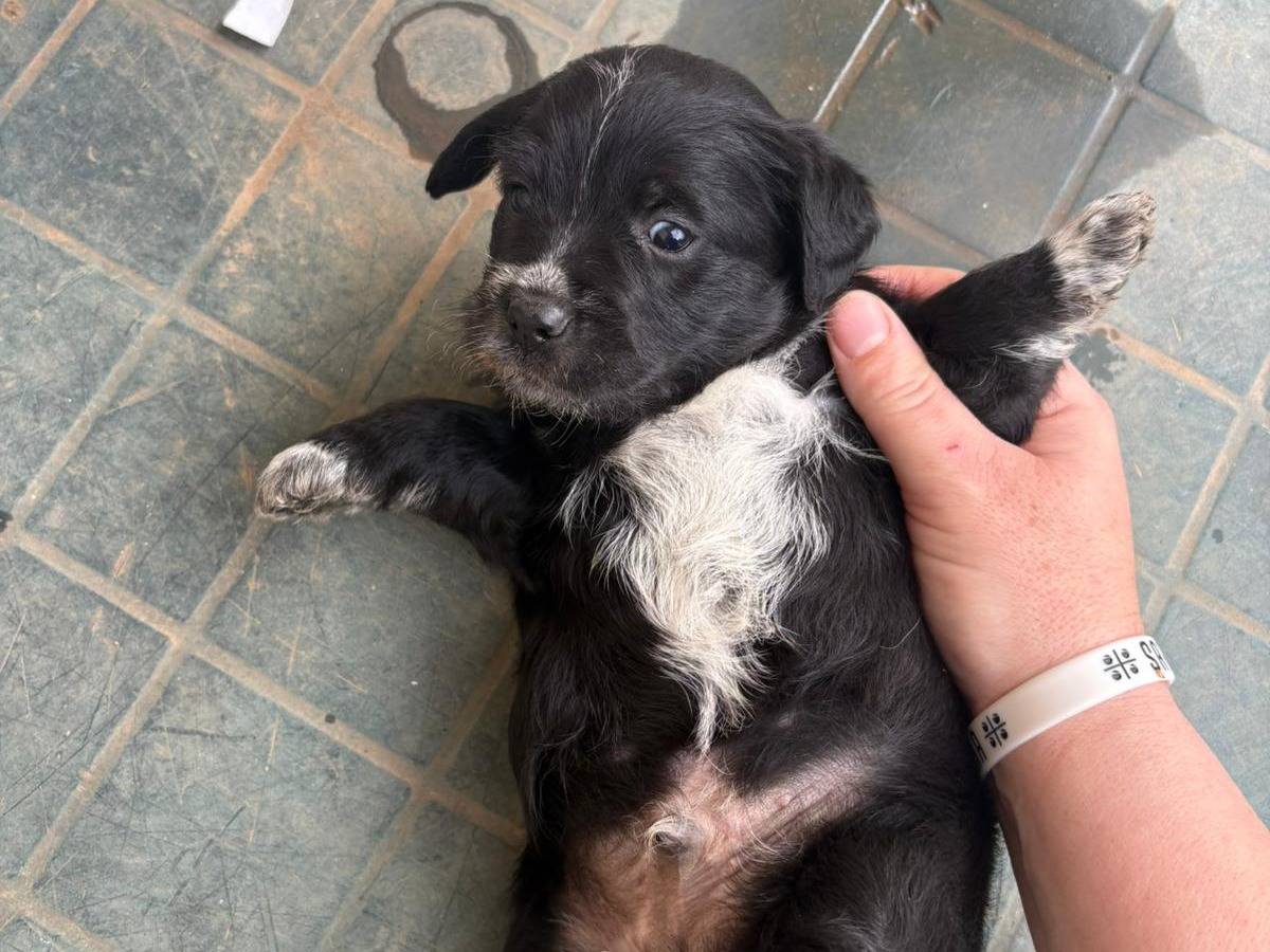 Adozione cane, maschio, Razza sconosciuta Razza sconosciuta, 1 mesi, taglia piccola, Messina