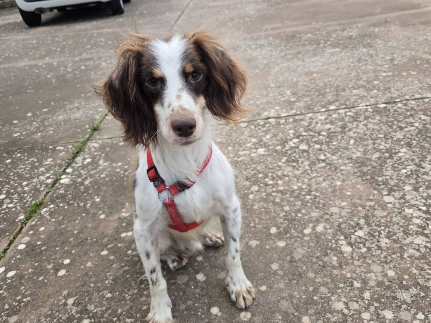 Adozione cane, maschio, Breton Razza sconosciuta, 1 anno e 10 mesi, taglia media contenuta, Messina