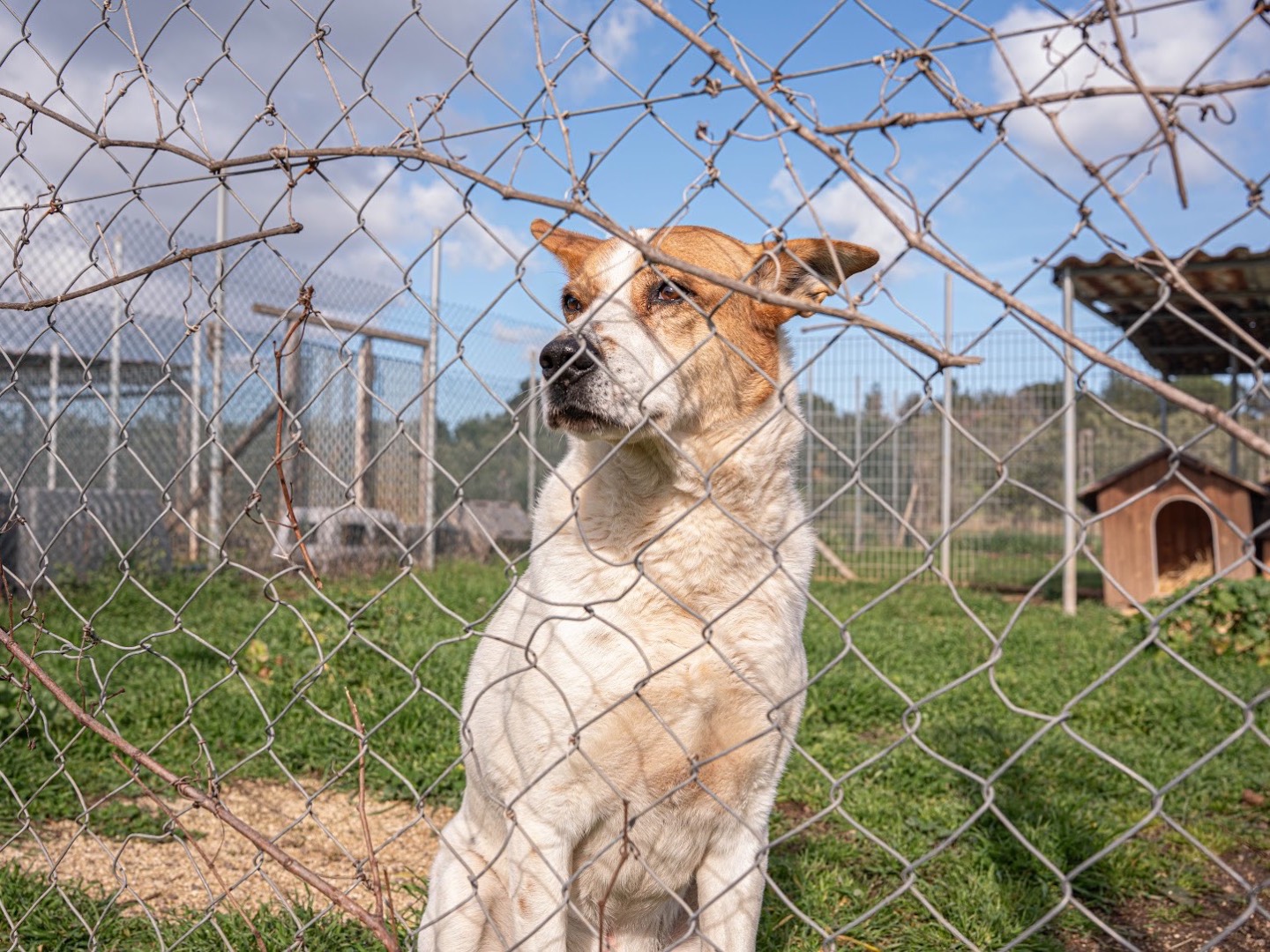 Adozione cane, maschio, Razza sconosciuta Razza sconosciuta, 9 anni e 9 mesi, taglia gigante, Bari