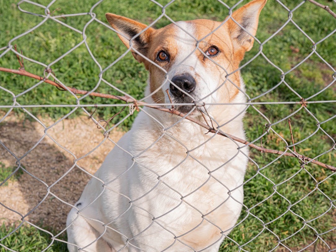 Adotta un cane, maschio, 9 anni e 9 mesi, Bari