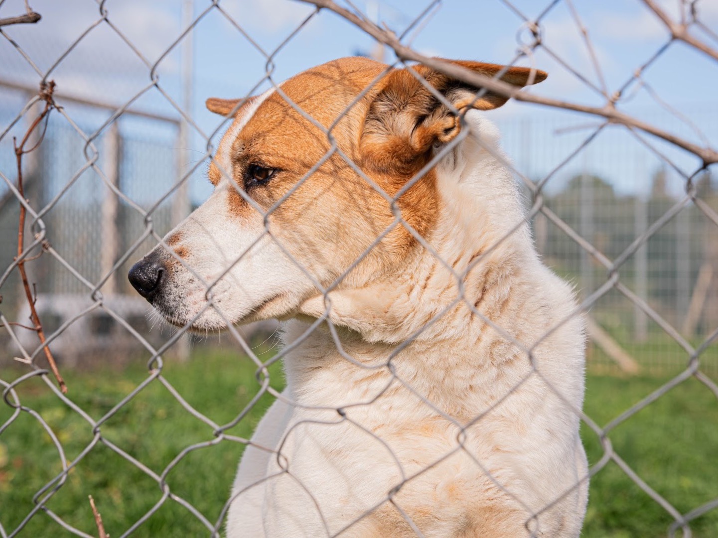 Adotta un cane, taglia gigante, maschio, Bari