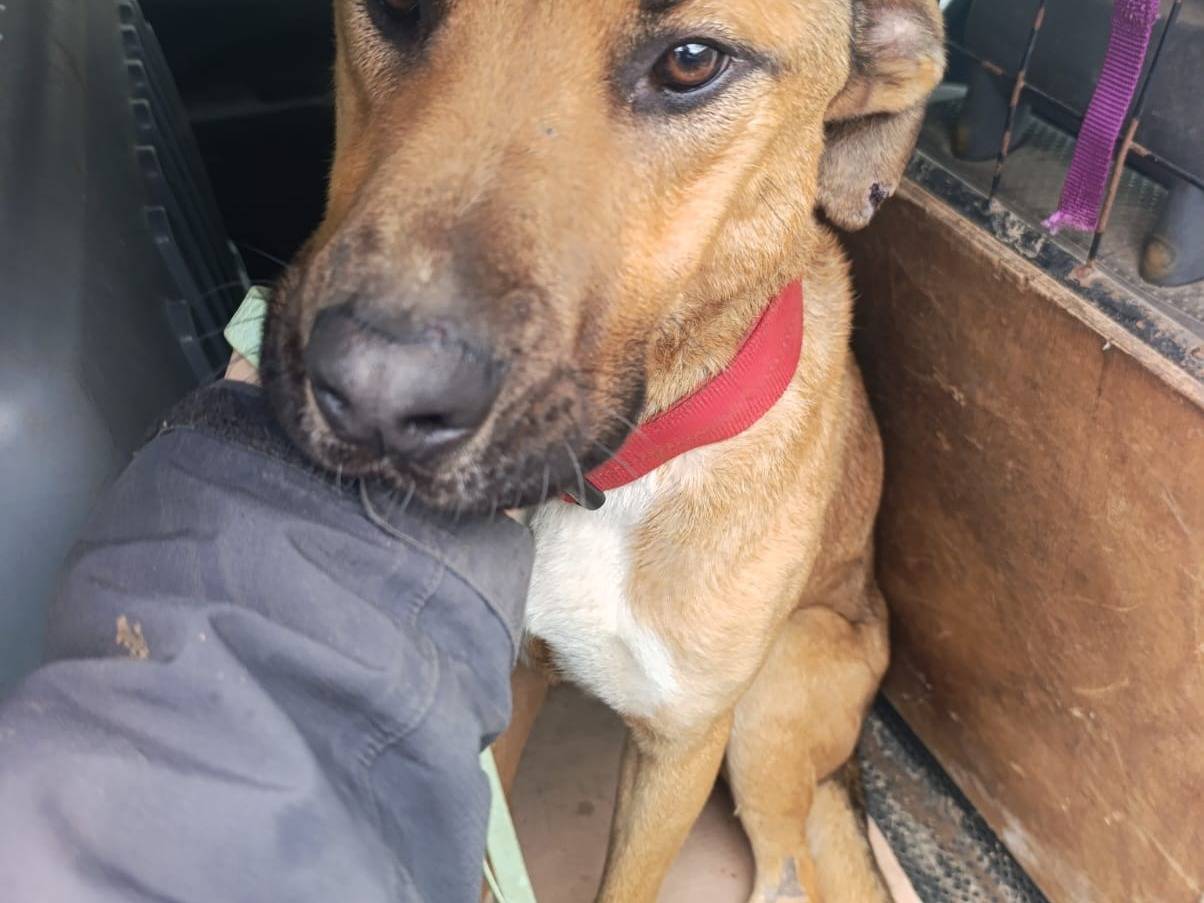 Adotta il cane Hans a Viterbo
