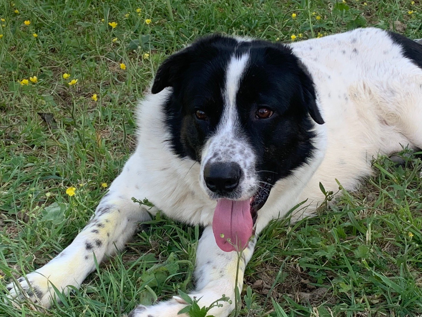 Adotta il cane Tommy a Firenze