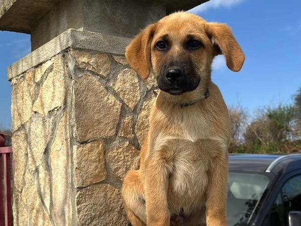 Adozione cane, maschio, Razza sconosciuta Razza sconosciuta, 4 mesi, taglia media, Vibo
