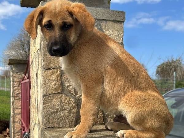 Adotta un cane, maschio, 4 mesi, Vibo