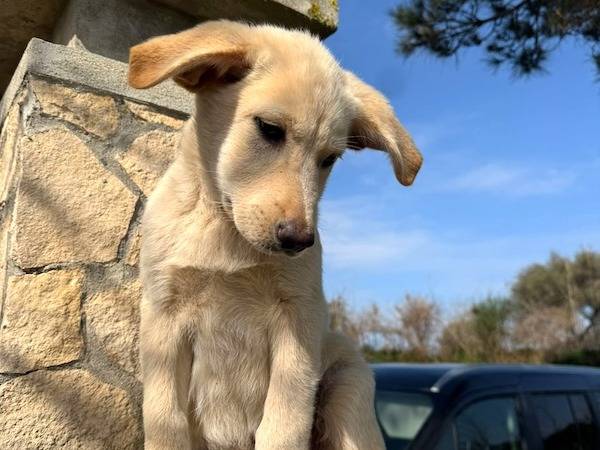 Vuoi adottare un cane a Vibo?