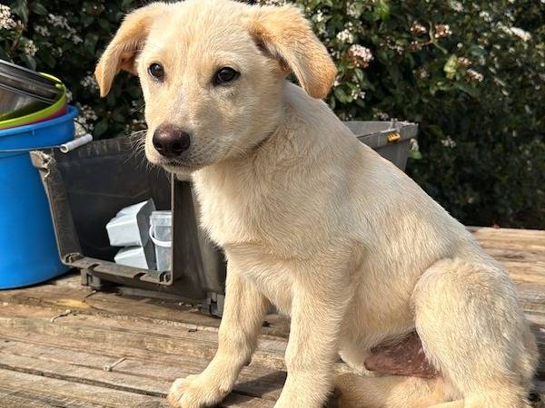 Adotta il cane NOLAN a Vibo