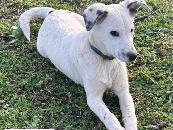 Adozione cane, maschio, Razza sconosciuta Razza sconosciuta, 7 mesi, taglia media contenuta, Vibo