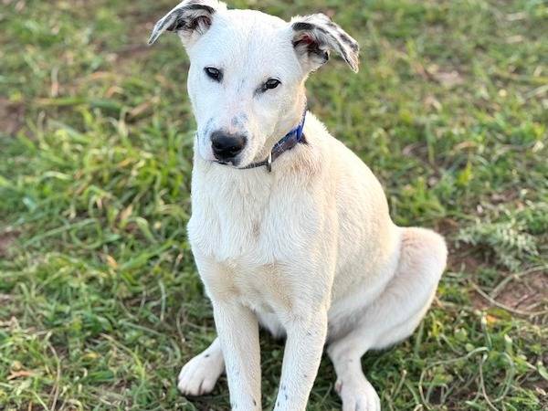 Adotta un cane, maschio, 7 mesi, Vibo