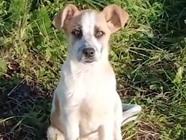Adozione cane, femmina, Razza sconosciuta Razza sconosciuta, 5 mesi, taglia media, Vibo