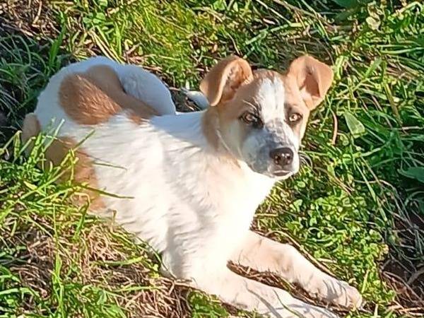 Adotta un cane, femmina, 5 mesi, Vibo