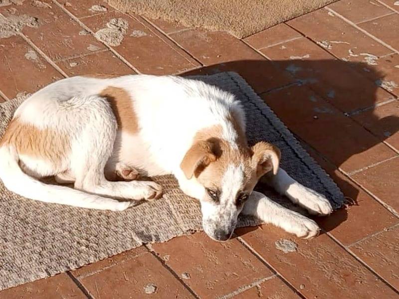 Adotta un cane, taglia media, femmina, Vibo