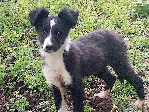 Adozione cane, femmina, Border Collie Razza sconosciuta, 3 mesi, taglia media, Vibo