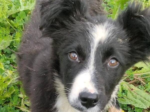 Adotta un cane, femmina, 3 mesi, Vibo