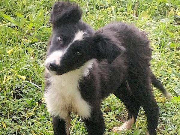 Adotta un cane, taglia media, femmina, Vibo