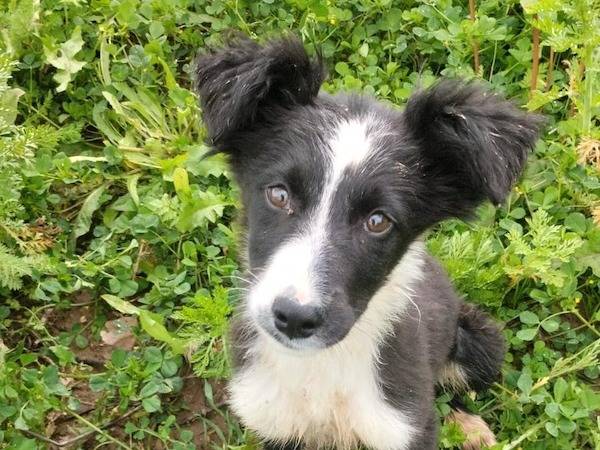 Vuoi adottare un cane a Vibo?