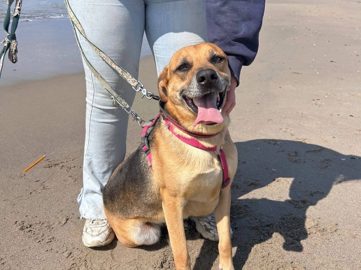 Adozione cane, maschio, Pastore tedesco Razza sconosciuta, 4 anni e 9 mesi, taglia media contenuta, Caserta