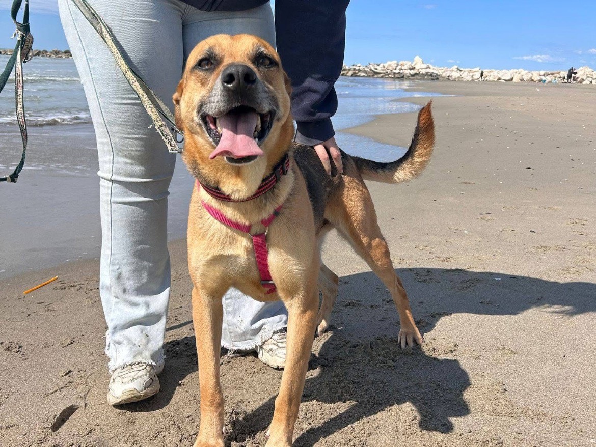 Adotta un cane, maschio, 4 anni e 9 mesi, Caserta
