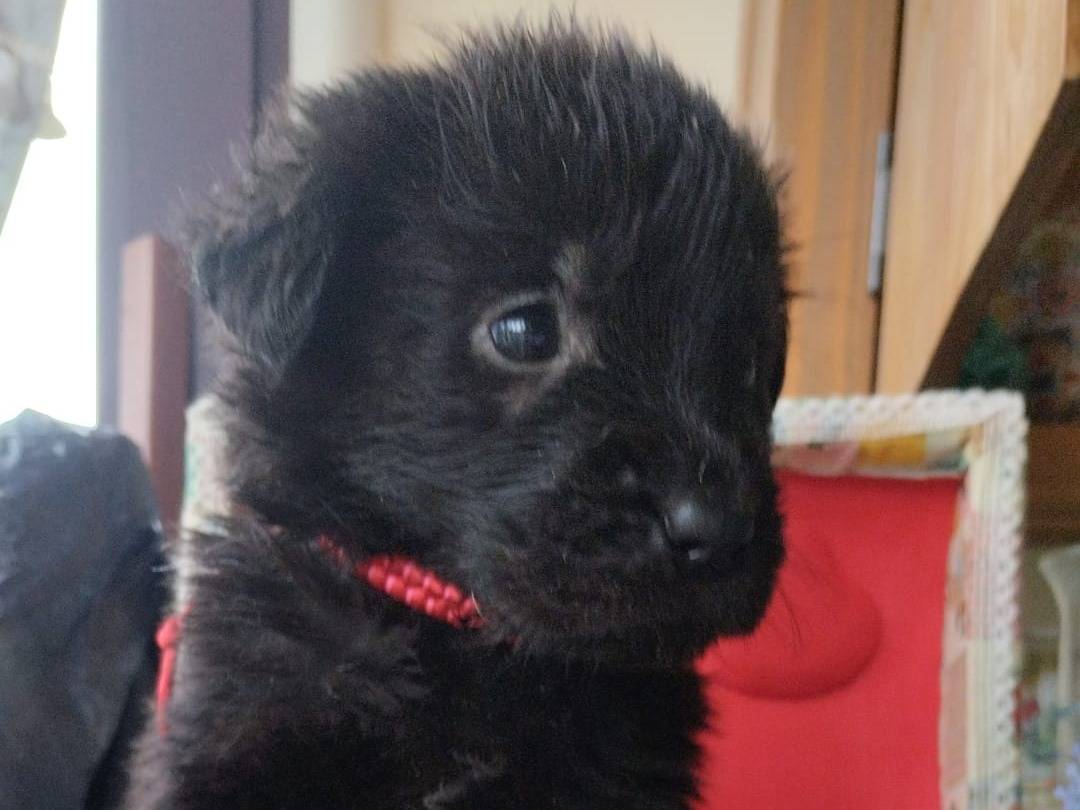 Vuoi adottare un cane a Vibo?